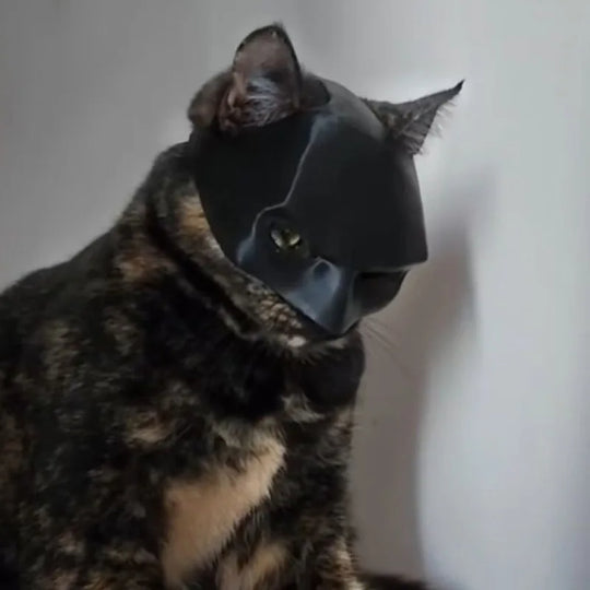 Cat Bat Mask-Deal Finds Daily